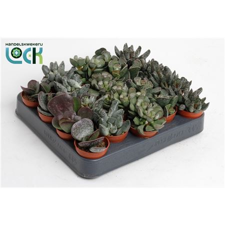 Adromischus Mix (living Stone)