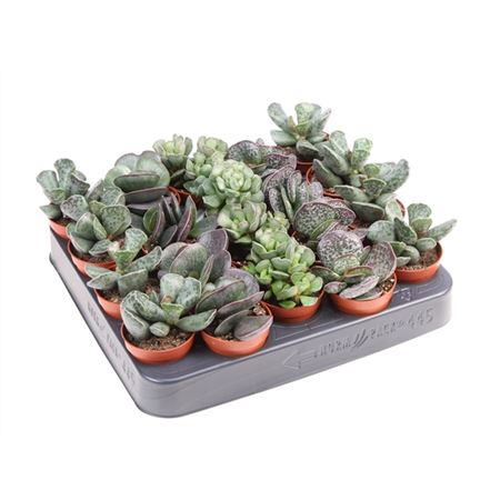 Adromischus Mix-1