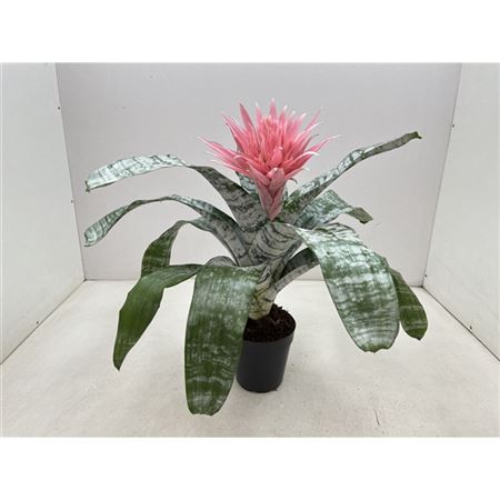 Aechmea Primera L