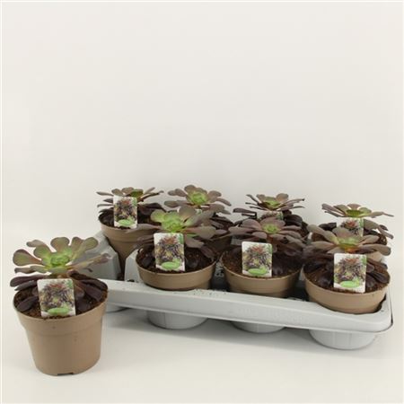 Aeonium Arboreum-1