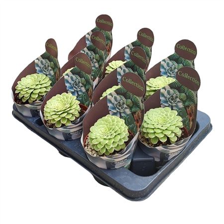 Aeonium Emerald Ice Variegato Potcover
