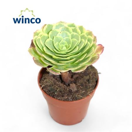Aeonium Fiesta-2