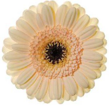 Минигербера кафе