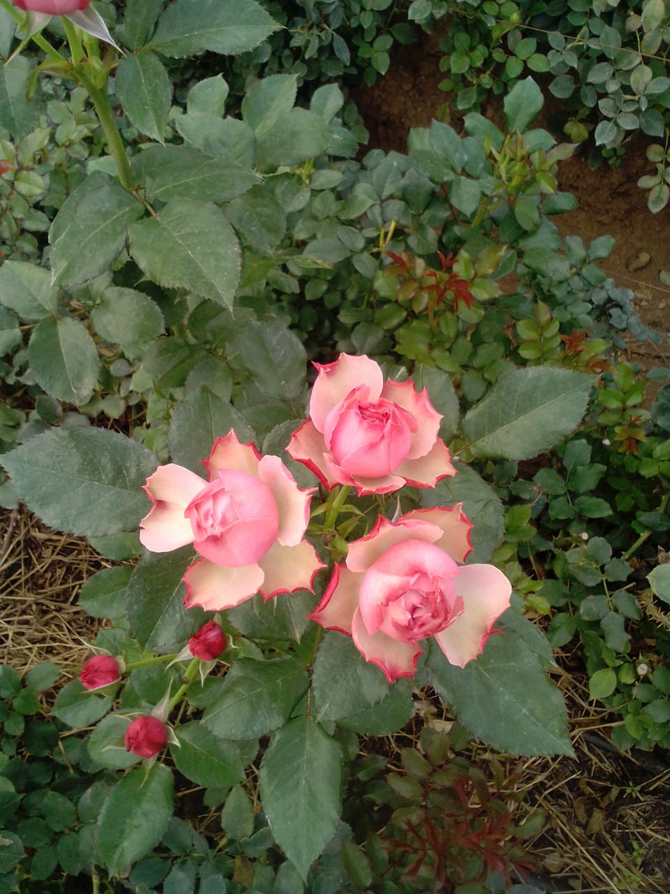 Роза тр нортангер эбби